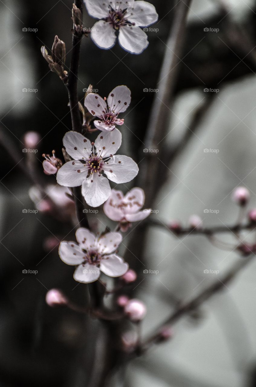 Cherry blossom