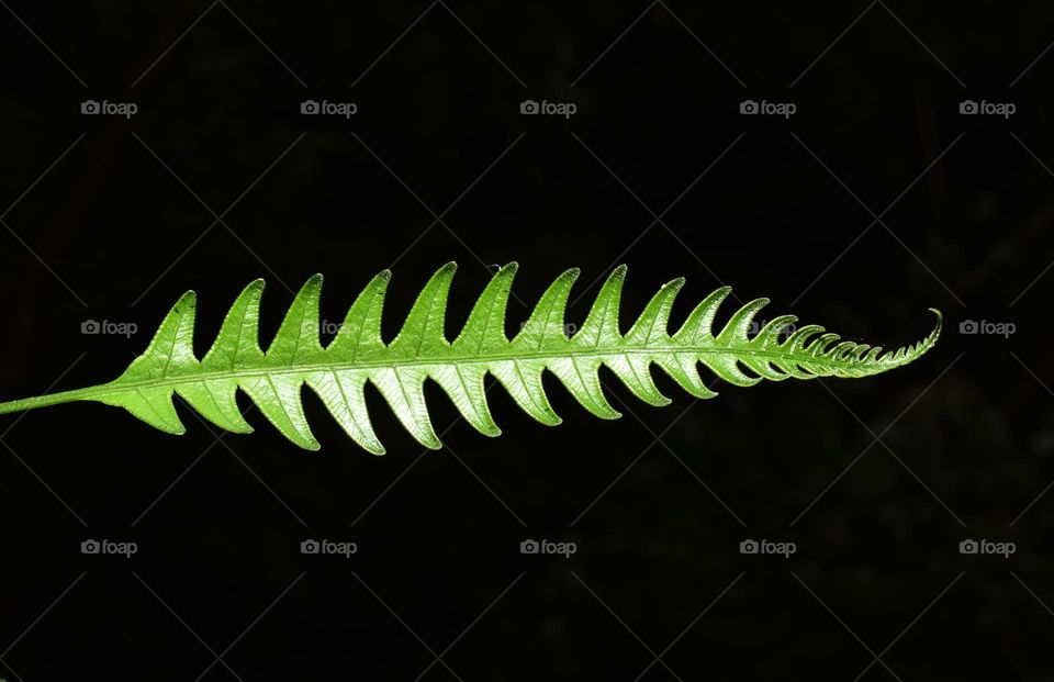 green fern leaf in black background