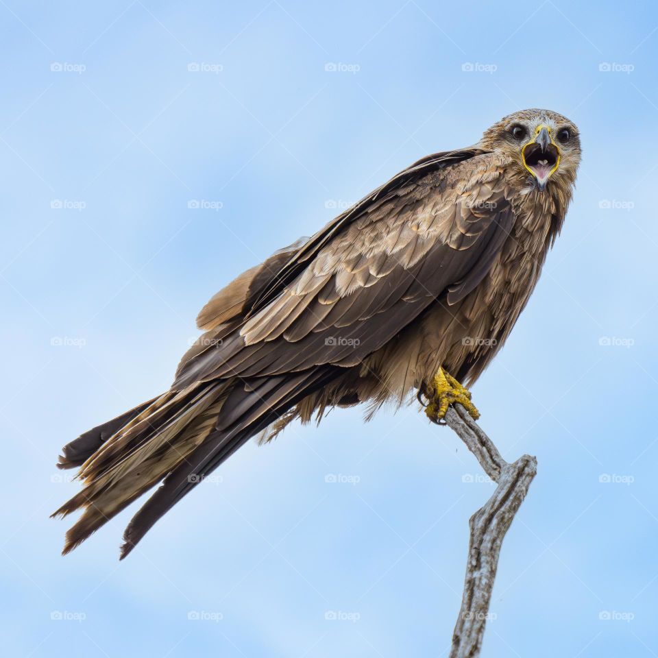 Warning Whistling kite 