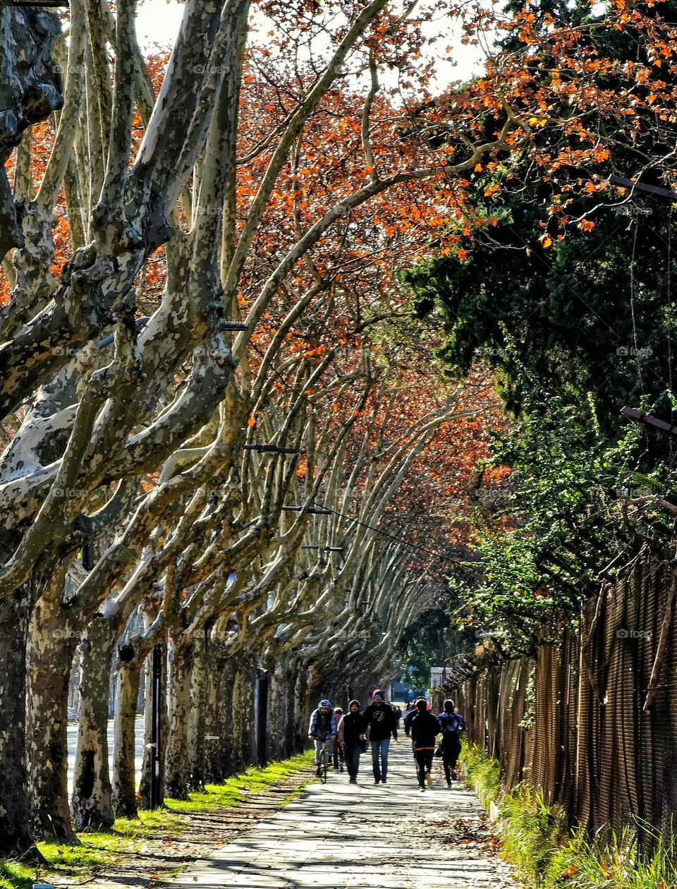 Trees stand tall as autumn leaves fall. People walk and talk. What a nice time,  all is in line. All is fine.