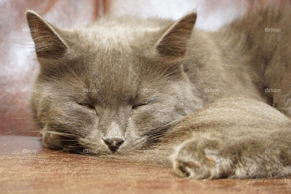 Close-up of cat sleeping on floor