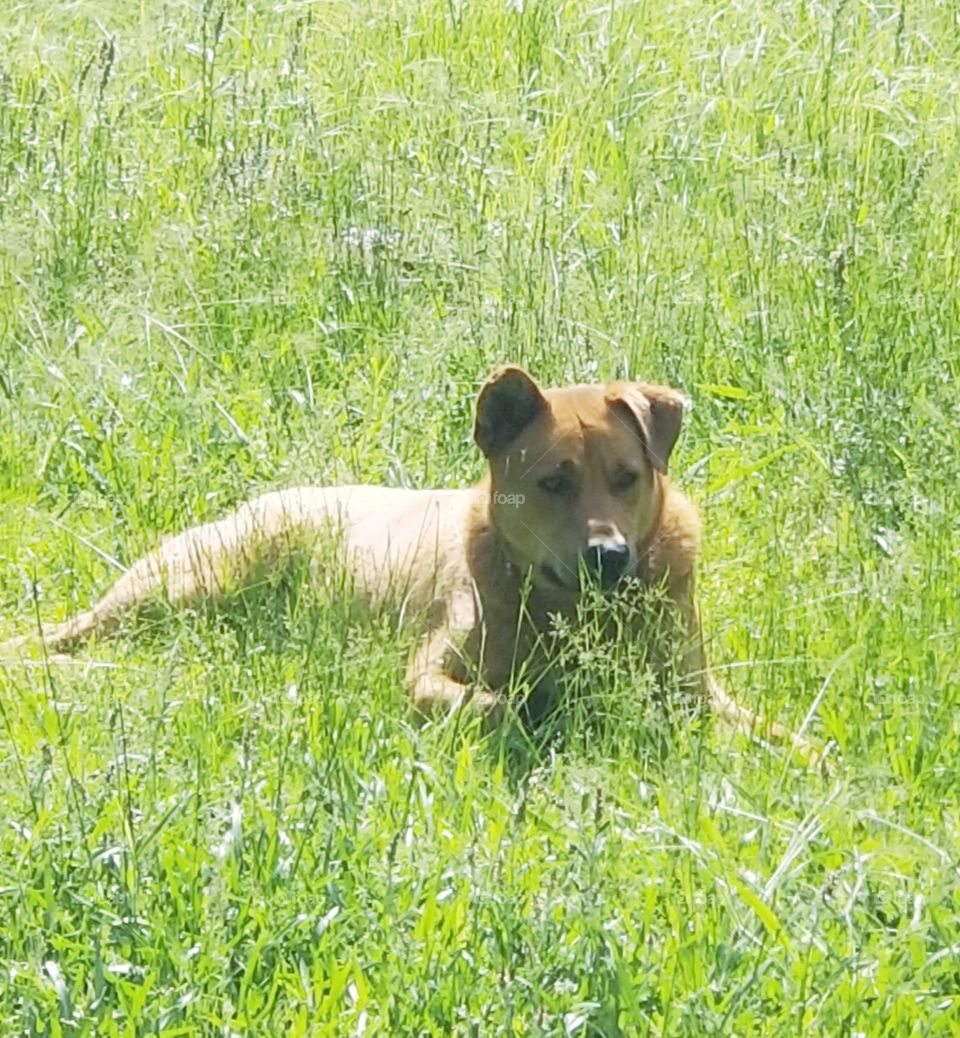 Pounce time for this cute golden chow mix dog as he lays in lucius green grass field.