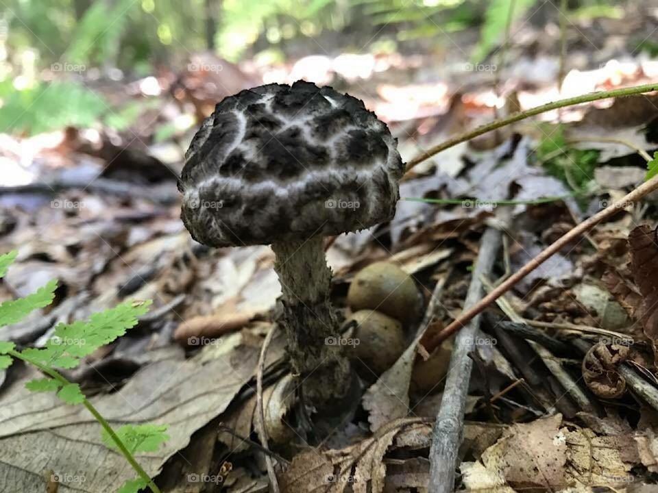 Black mushroom 