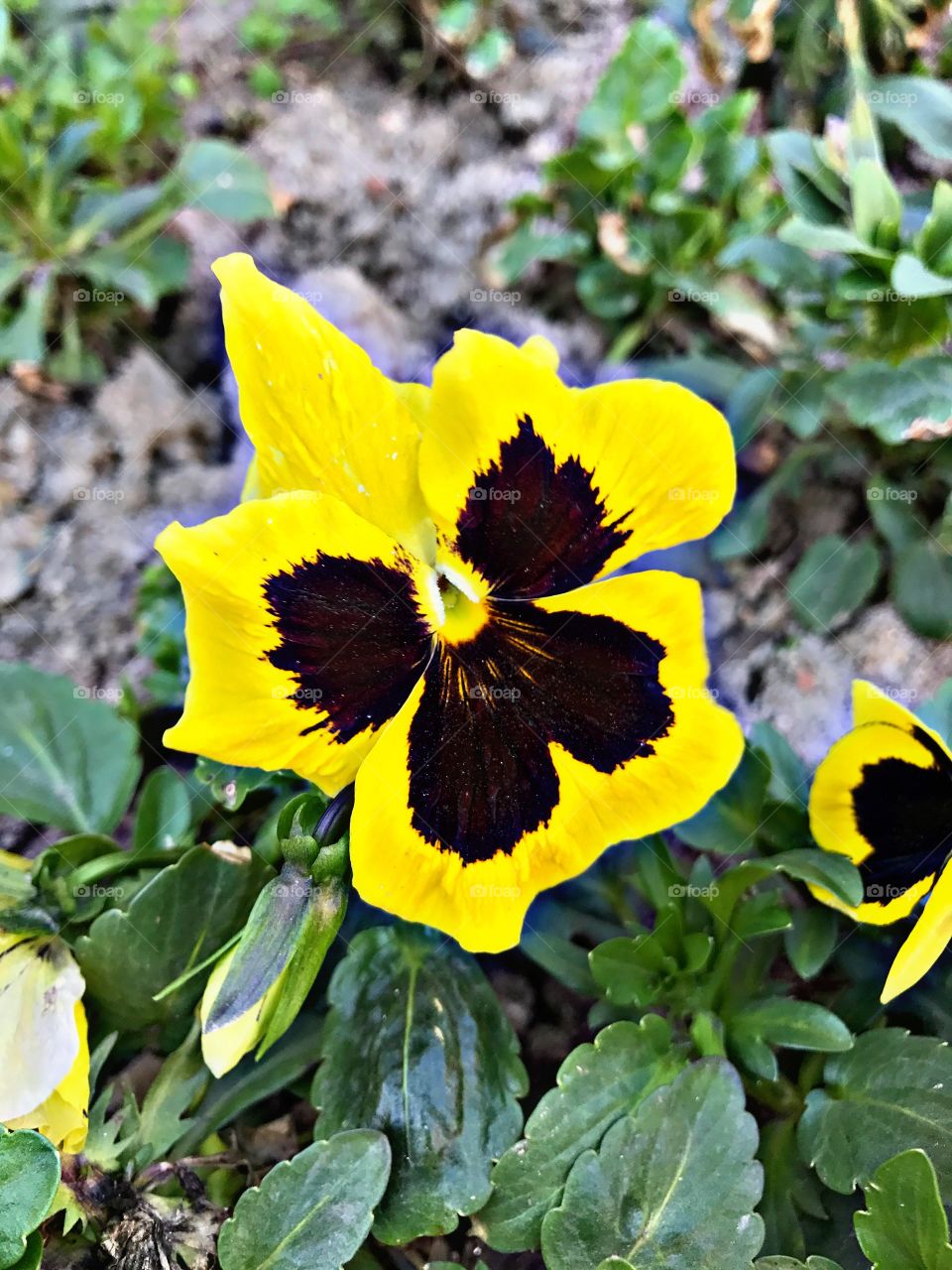 High angle view of bright yellow flower