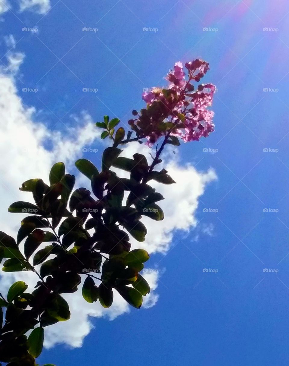 Mauve Crepe Myrtle Flower against Blue Sky