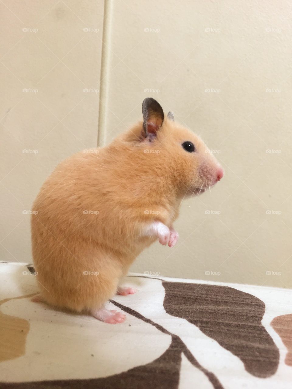 "Miñimiñi bebe" my little hamster 