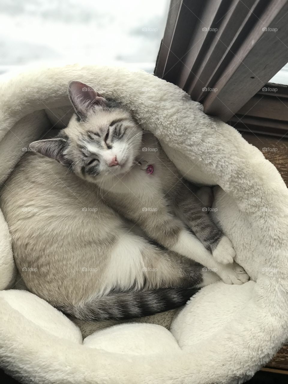 Nap time in her cozy bed!