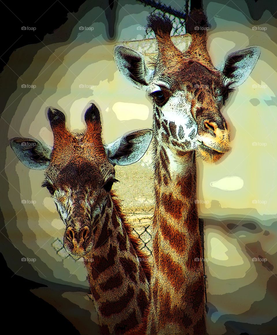 Giraffes in the zoo, two heads are better than one, standing close together, giraffe appears to have two heads, funny animal pictures 