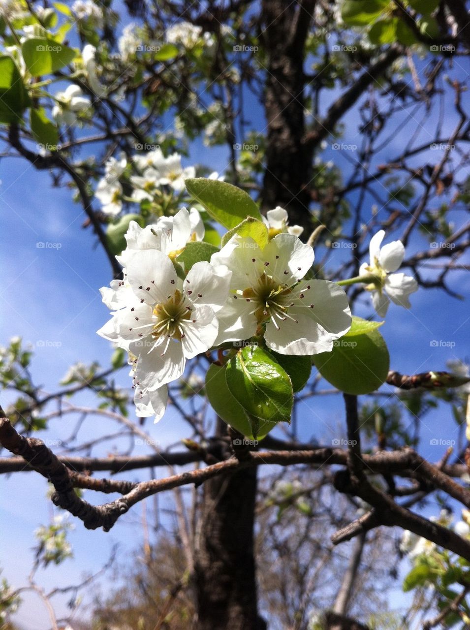 spring tree bee blusom by ezatvar