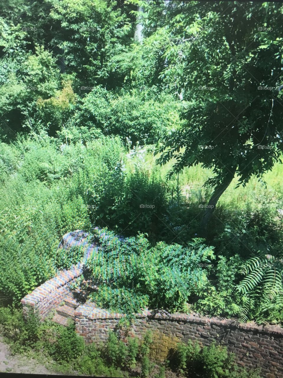 Long Island New York garden. So much green!