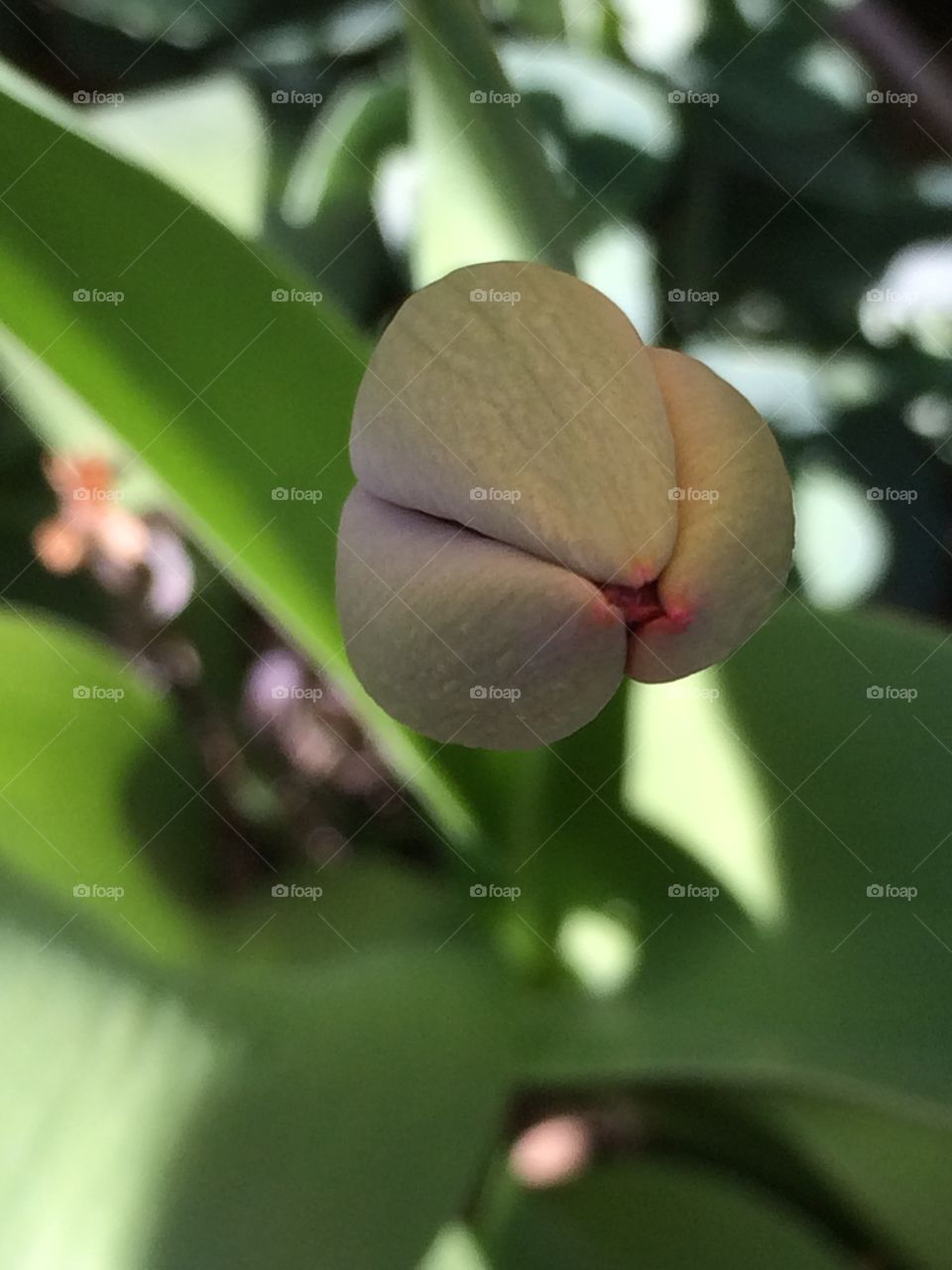 Spring. Tulipan knopp