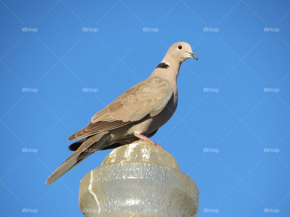 Pigeon on a light pole