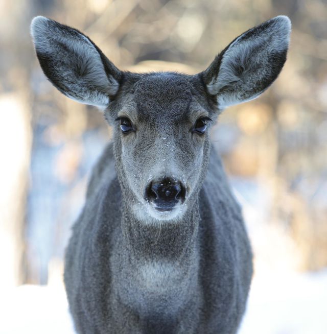 Peaches the deer