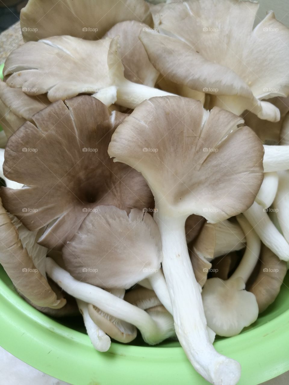 Closeup of oyster mushrooms in a bowl.