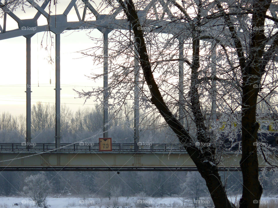 Bare tree with bridge in background in Riga, Latvia.