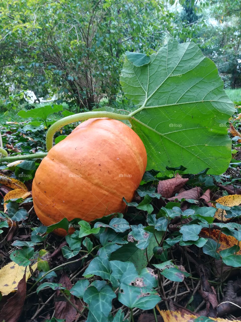 Pumpkin