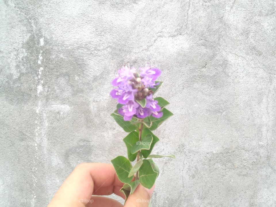 a flower on the wall