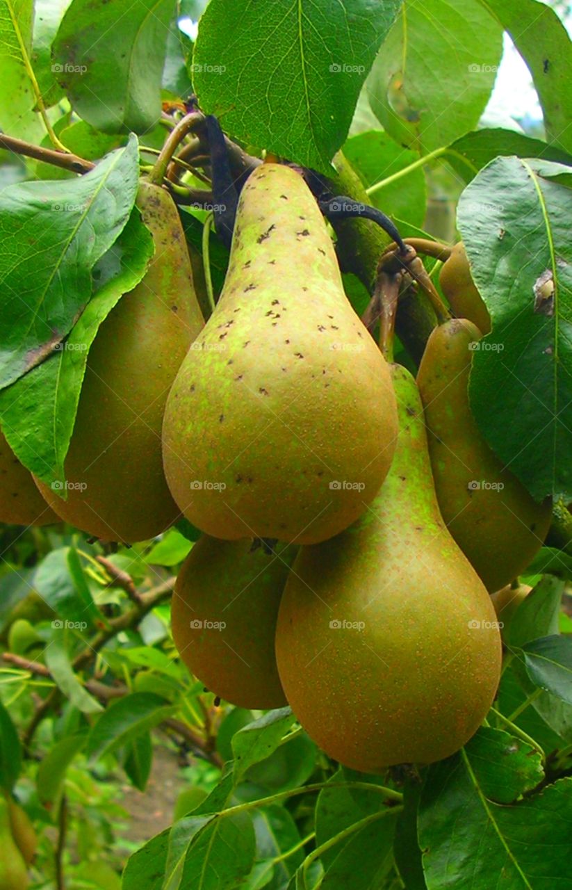 A pear tree with its products