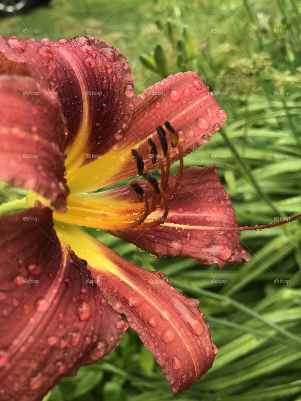 Dewdrops on a lily