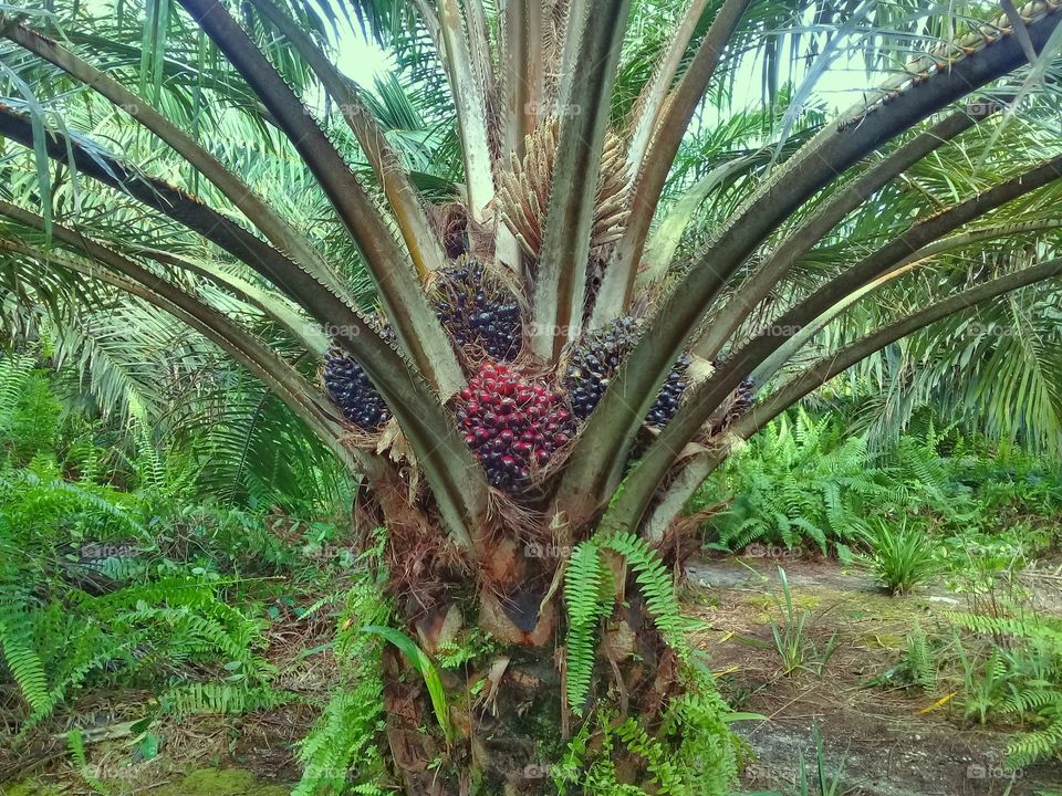 Oil palm tree with ripe and immature fruit