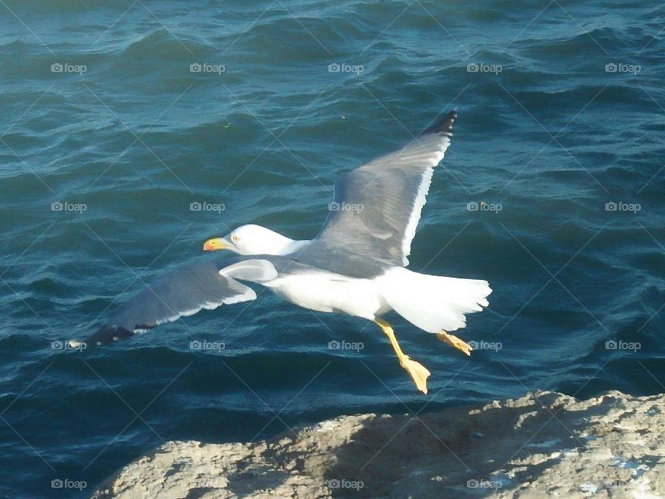 Flying seagull near the sea at essaouira city in Morocco