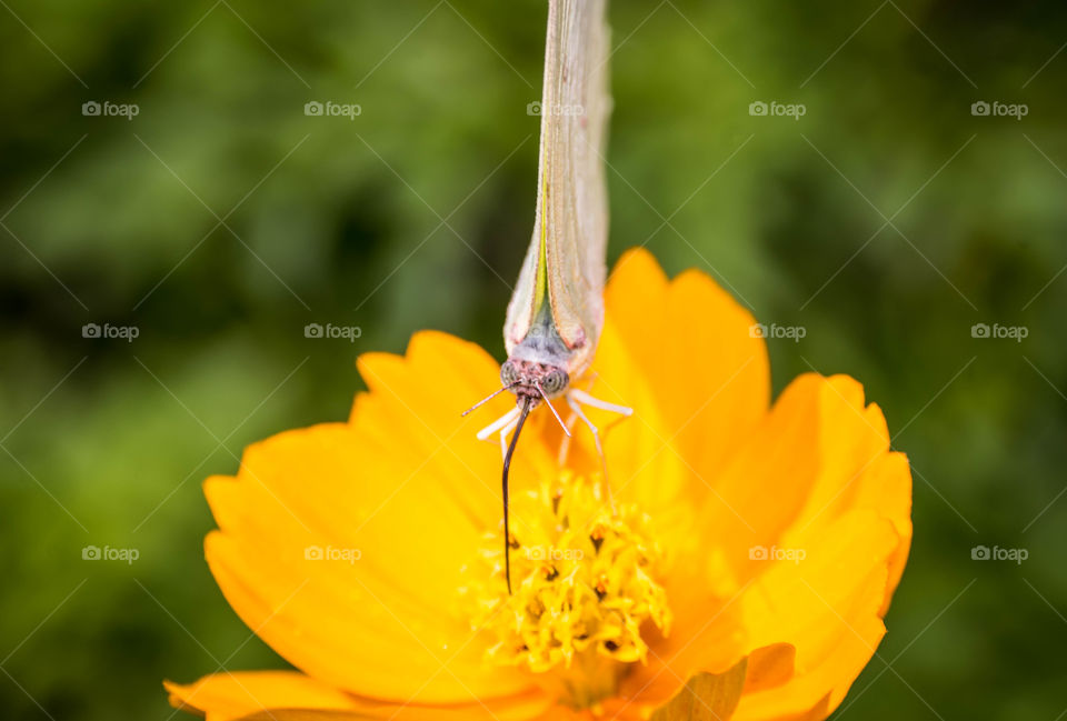 honey sucking white butterfly in a garden