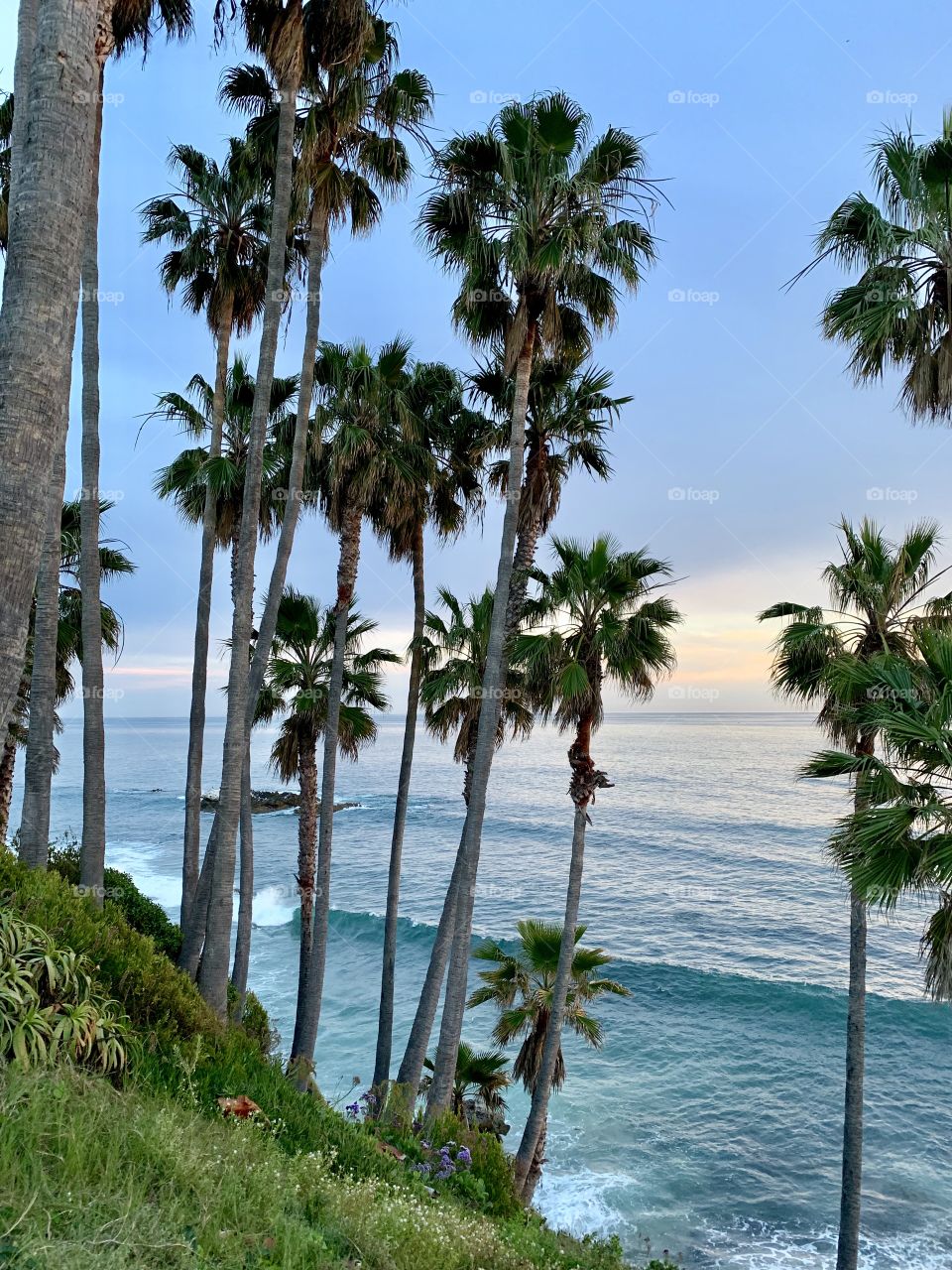 Palm trees along the shoreline at sunset with blue ocean water in the background.
