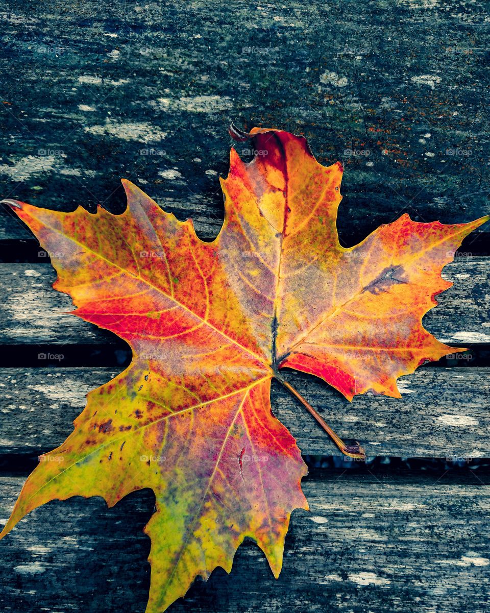 Autumnal leaf