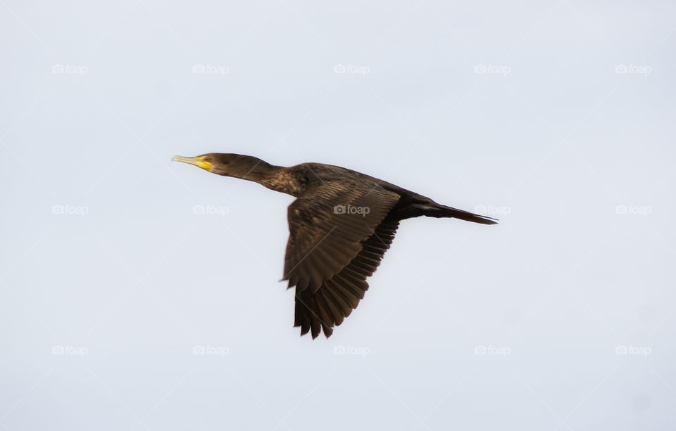 Cormorant 