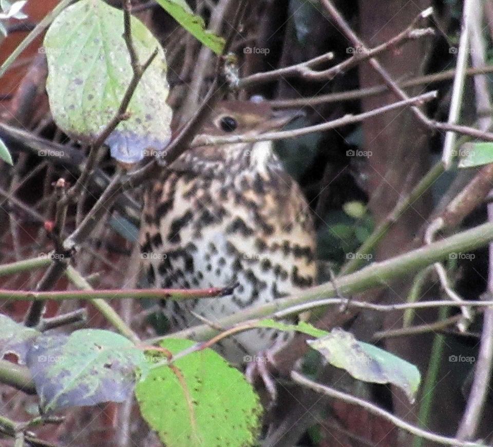 Mistle thrush blending in with the twigs and branches