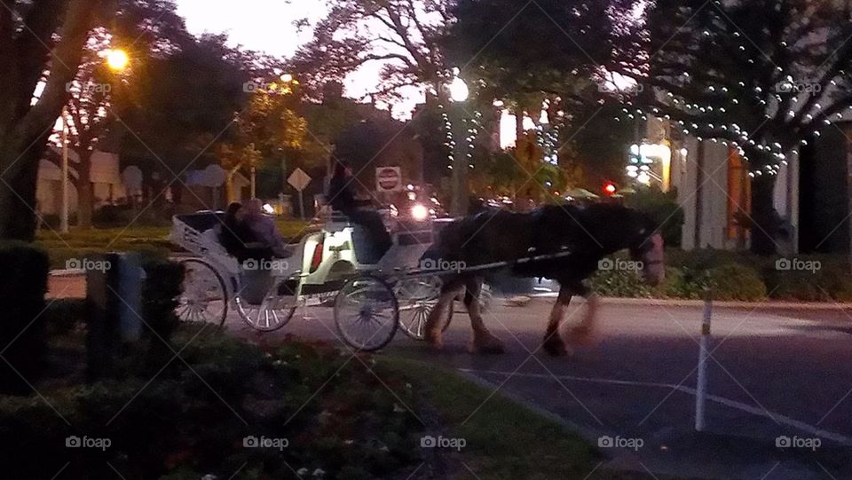 Downtown Horse Rides