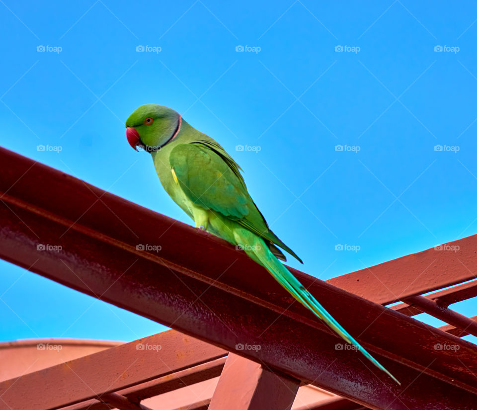 Bird Photography - parrot - Morning  sun bask