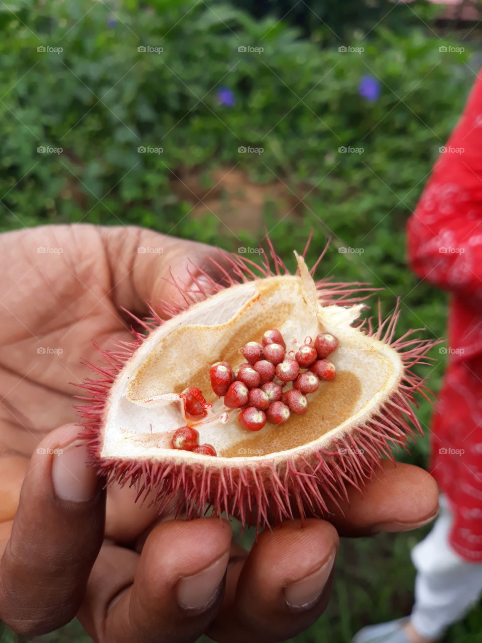 Indian rambutant .
the color from the seed you can use it as lipstick color !