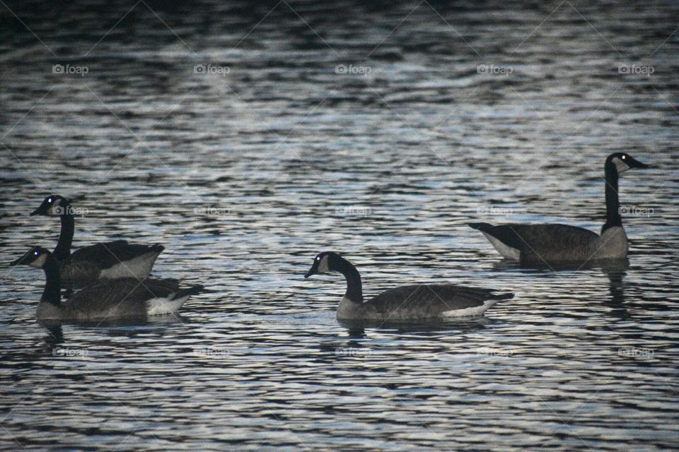 Gaggle Of Geese At Night 