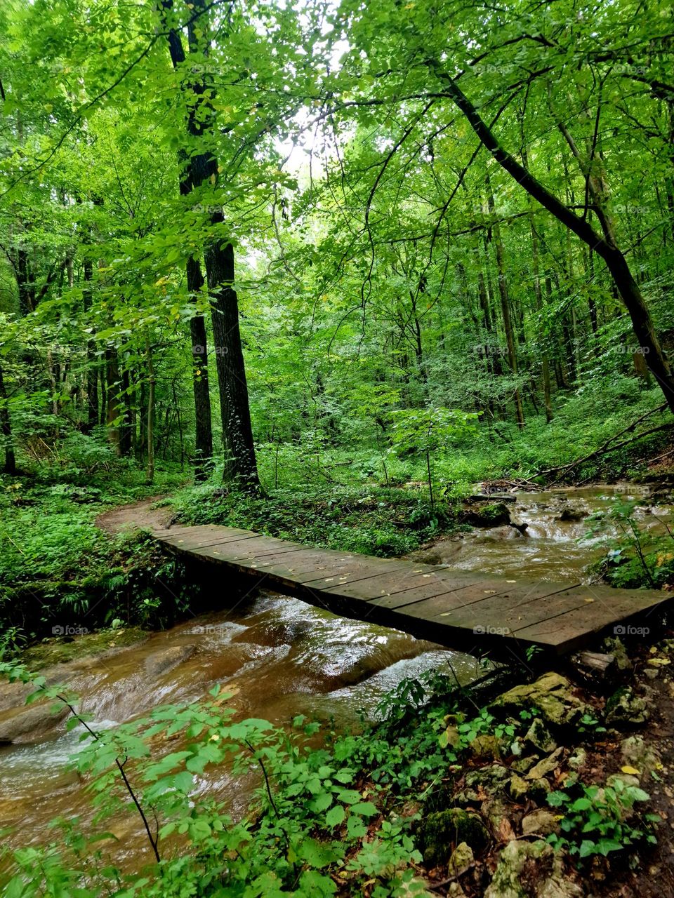 wooden bridge