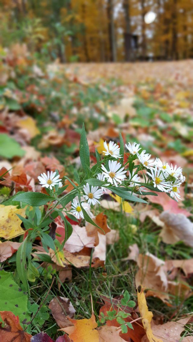 Fall Flowers