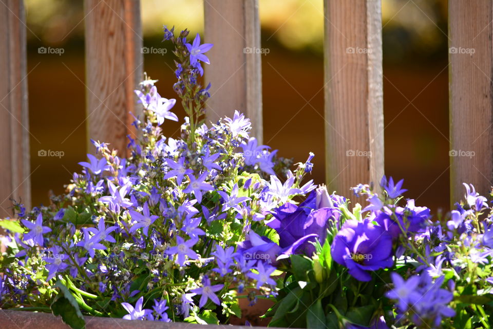 Purple African daisies 