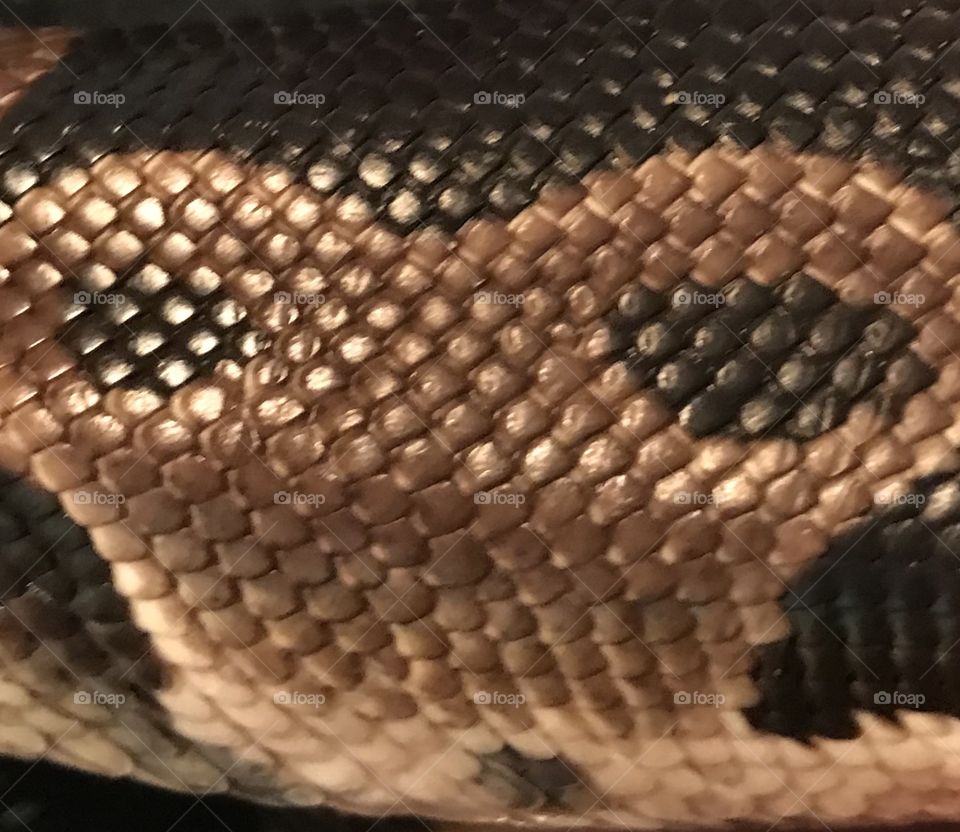 Close up of a snakes skin
