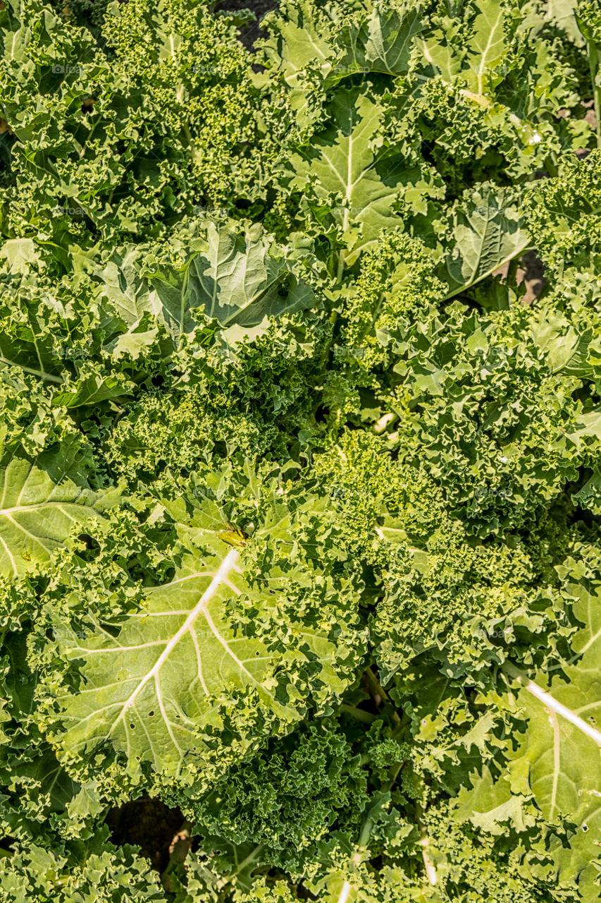 Green kale vegetable