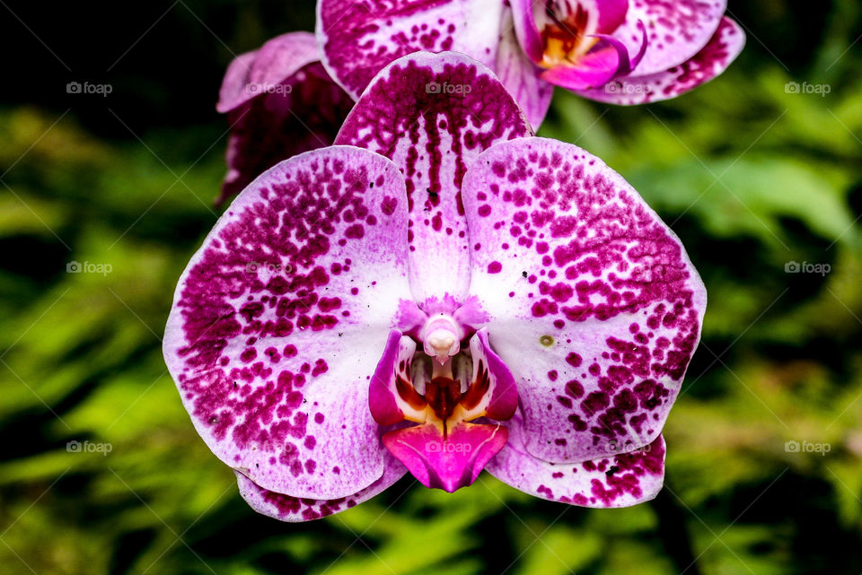 Fuchsia orchid