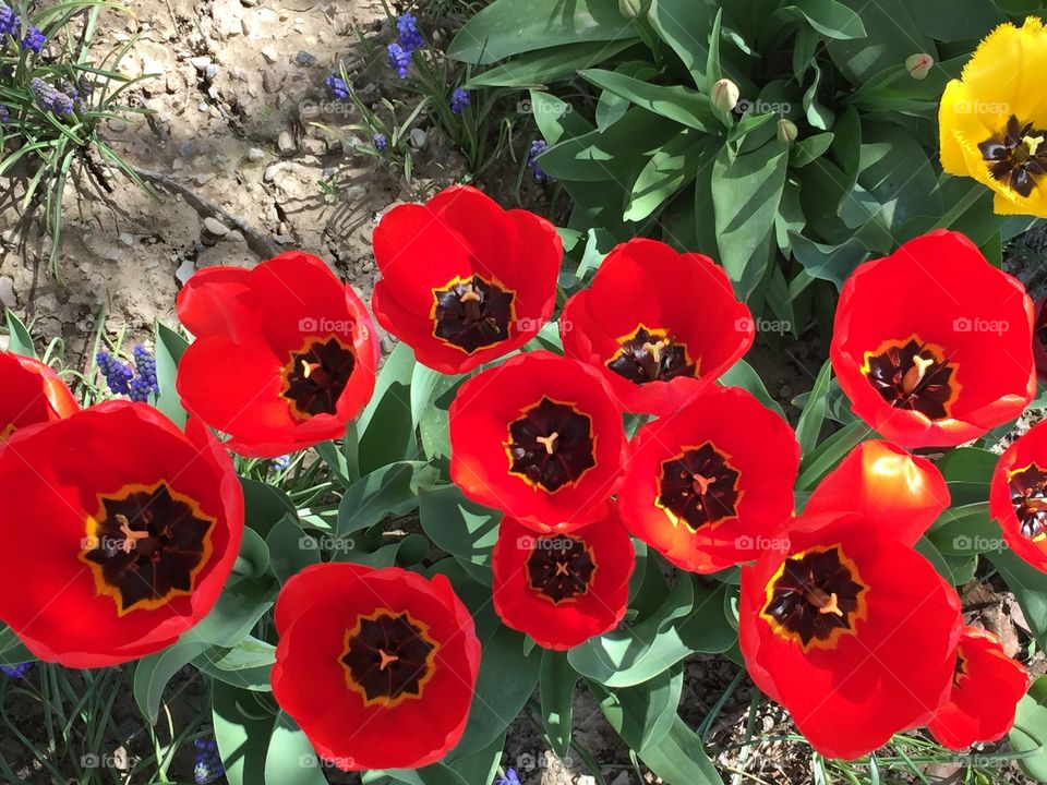 Red Fiery Tulips with Yellow and Black Colors, Blooming Red Tulips and Gorgeous Purple Flowers. 