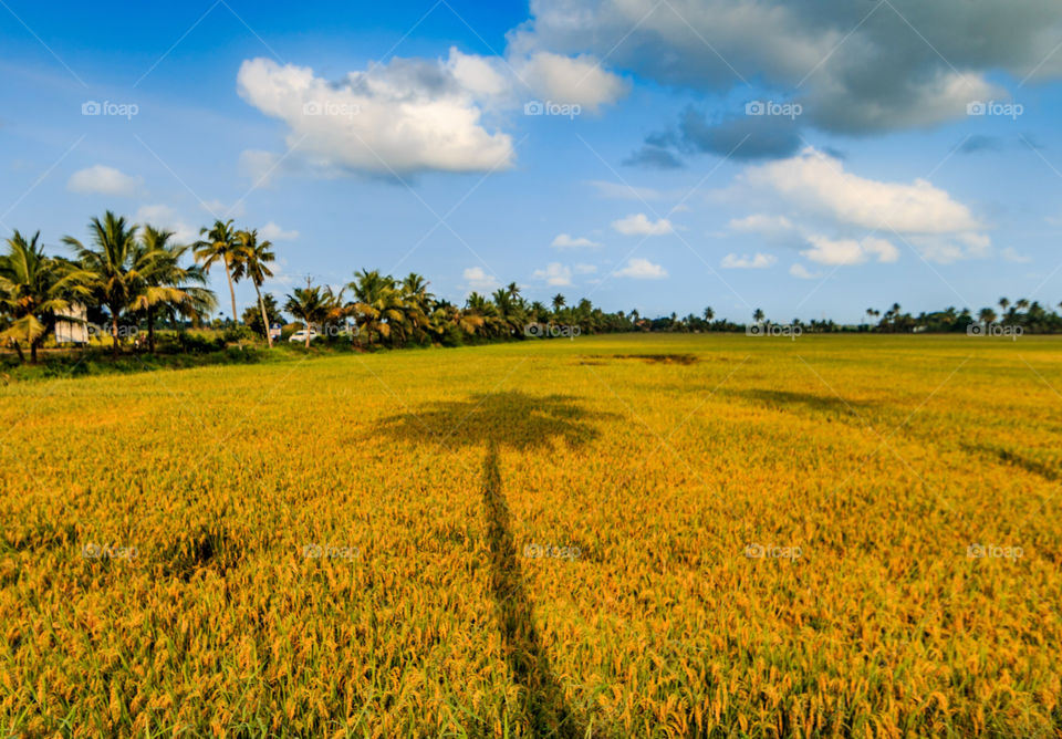 shadow of a palm tree over yellow paddy field