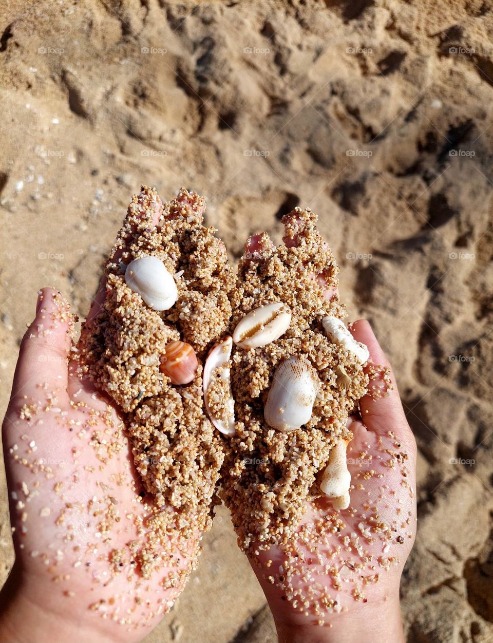 Seashells on the beach.