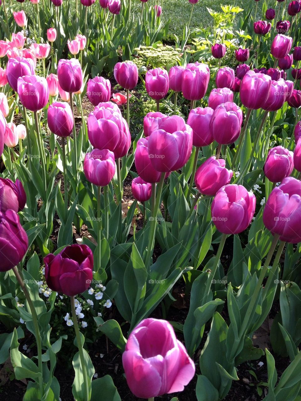 Purple Tulips