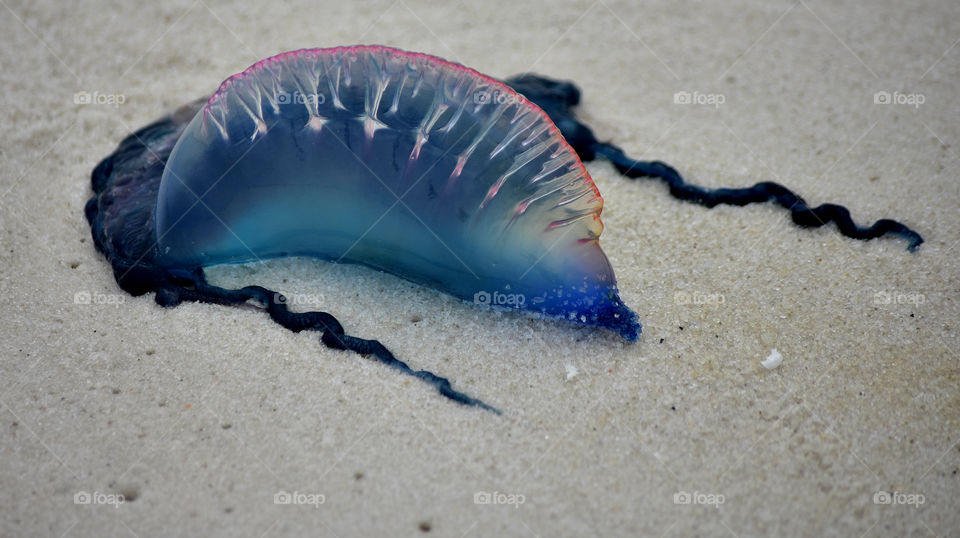 Close-up of dead jellyfish on shore