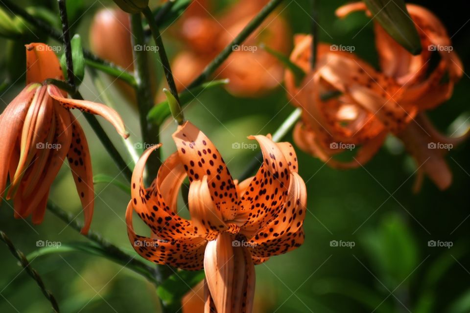 Double headed Lily