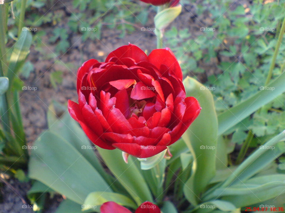 Flower red