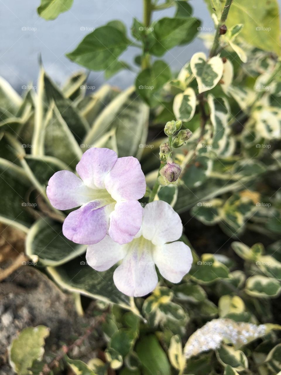 Random flower outside the house