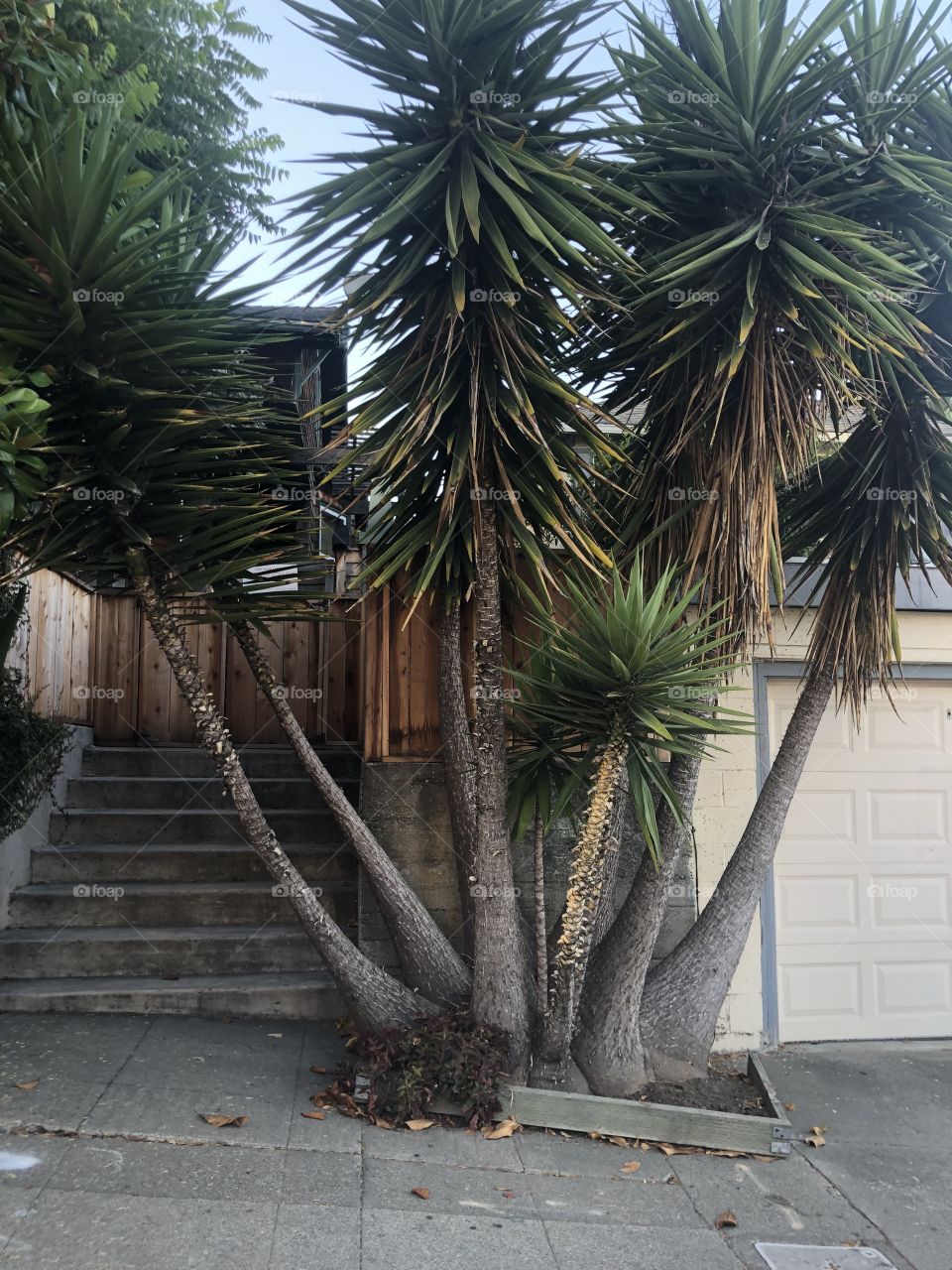 Large tree in front of some house in Oakland 