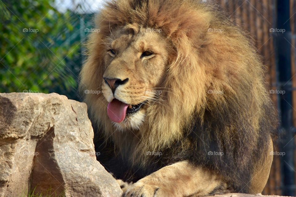 Lion and the wild life sanctuary in Salinas, California 